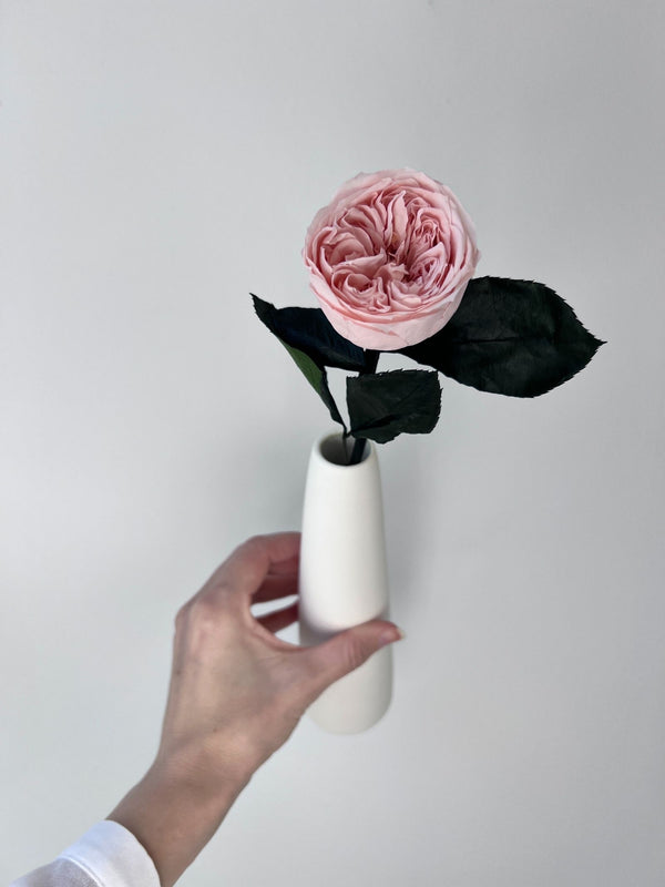 The Classic Garden Rose - Pink