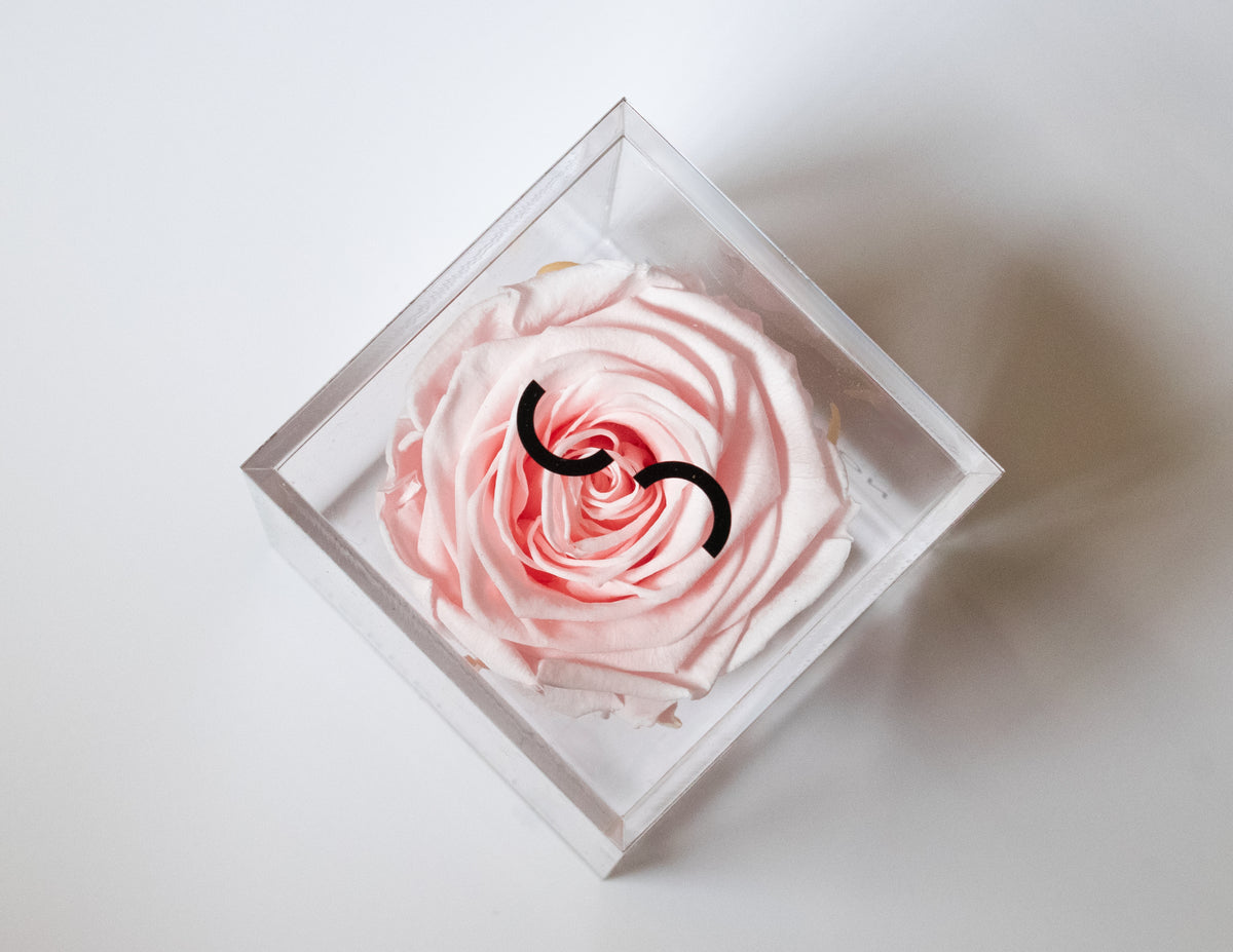 The Crystal Rose – Single Eternity Rose in Acrylic – Powder Pink – Classic