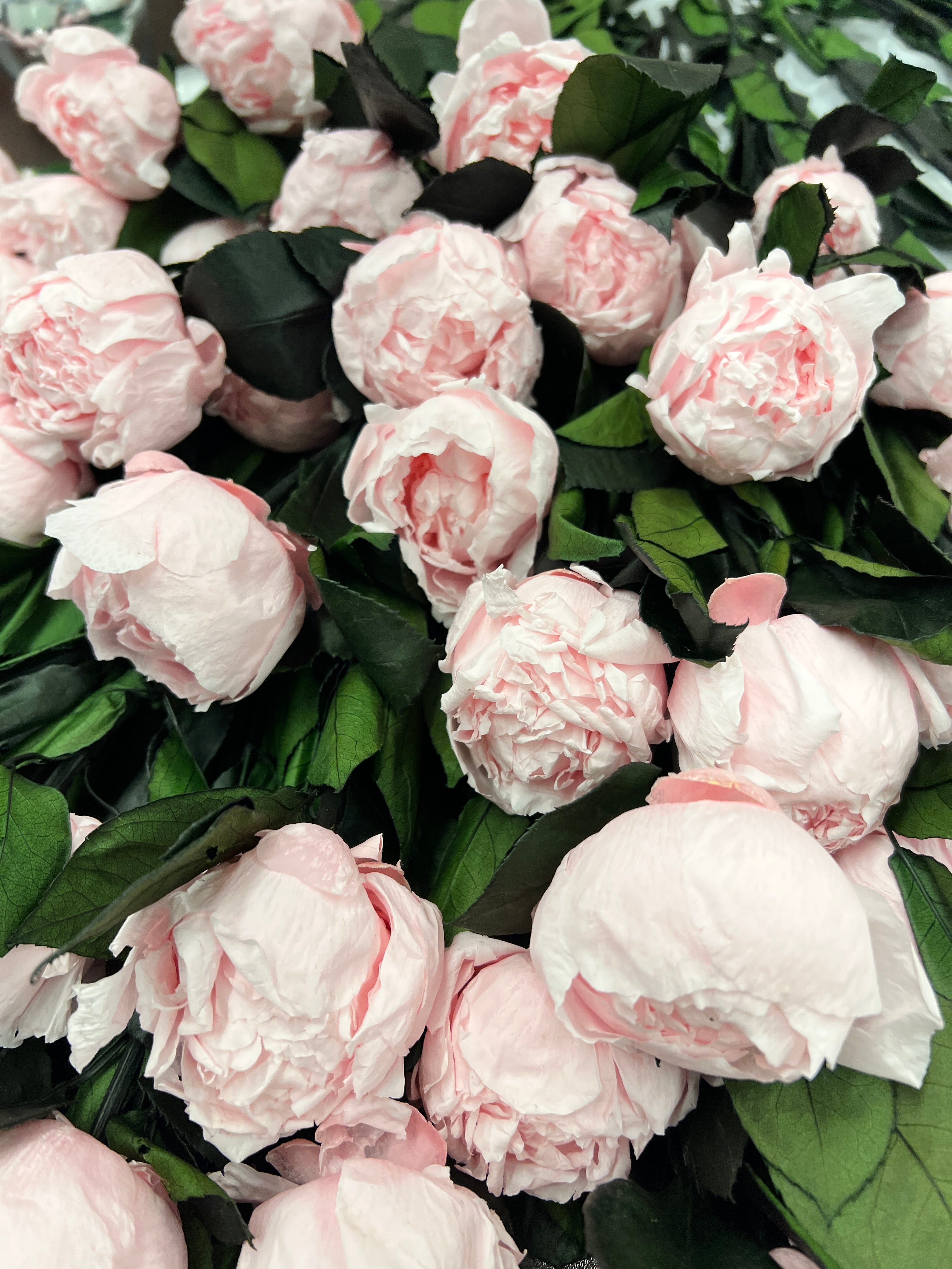 The Dozen – Preserved Peony Statement