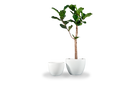 Wannsee Extra Large Round Planter with plants