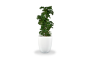 Valencia Tall Round Tapered Planter with plants