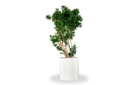 Rio Grande Cylinder Planter with plants