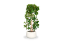 Short Hayden Tapered Round Planter with plants