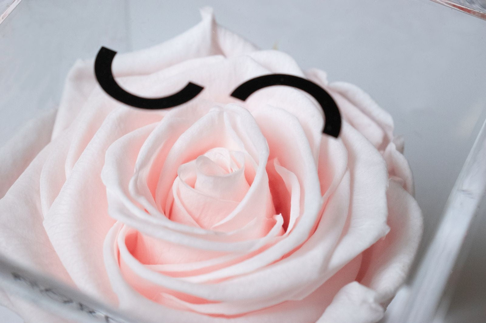 The Crystal Rose β Single Eternity Rose in Acrylic β Powder Pink β Classic