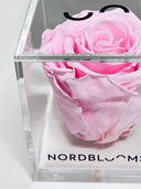 Close view of the taffy pink preserved rose against the acrylic box