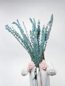 Alfie eucalyptus bunch held in both hands in front of a cream shirt