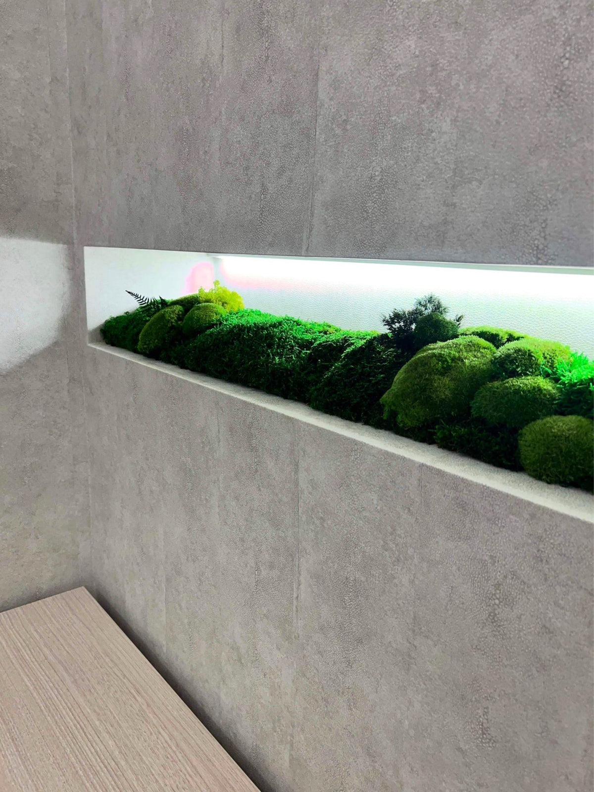 Detail of flat and cushion preserved moss in a lit wall channel at Energy Plus