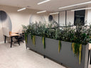 Grey planter boxes of preserved foliage and trailing amaranthus between desks in an open-plan office