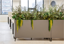 Planter boxes of preserved foliage and trailing amaranthus by the windows of an open office