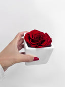 A single preserved red rose in a small white square pot